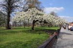 Blossom, Sparkhill Park.