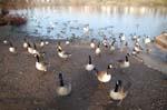 Canada geese, Brookvale lake.