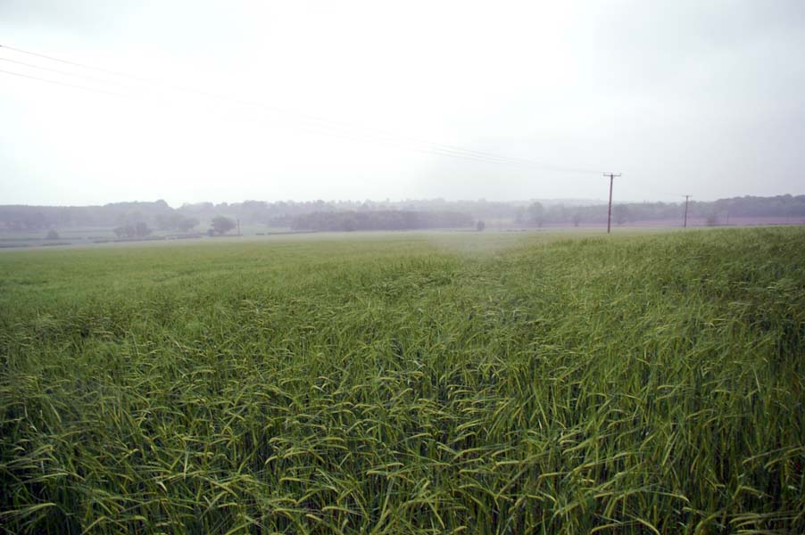 A field of wheat, Lichfield.