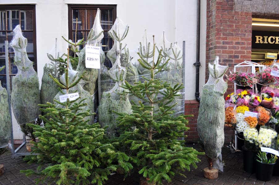 Christmas trees for sale.