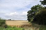 A field of corn, Warwickshire.