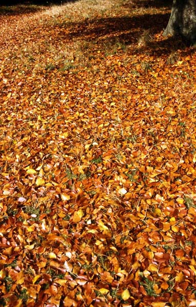 Autumn leaves, Sutton Coldfield.