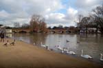 Bridge over the Avon with swans.