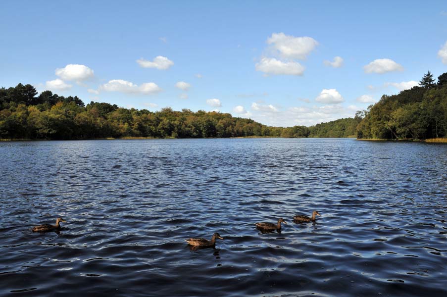 Bracebridge lake, Sutton park.