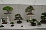 Small trees at the Canwell Show.