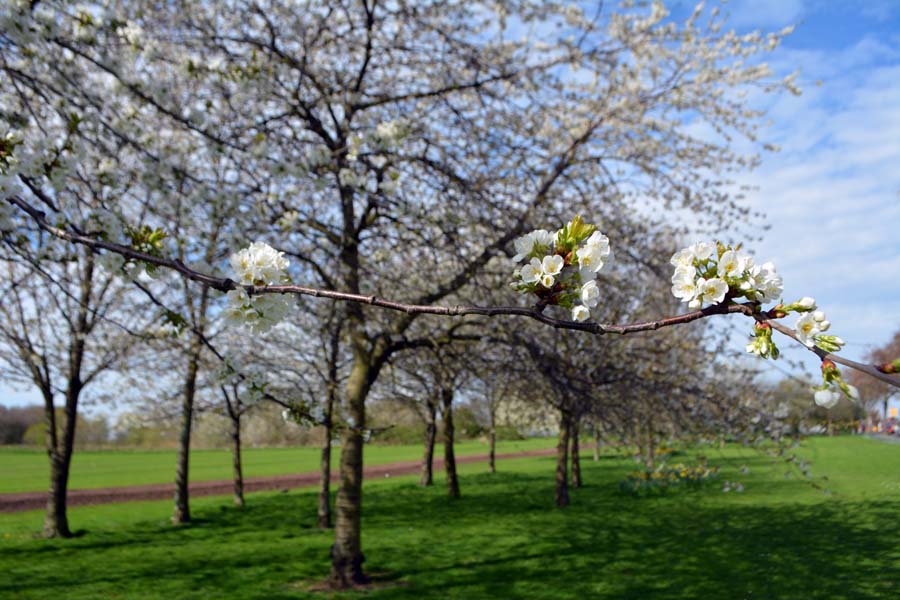 Spring blossom, Erdington.