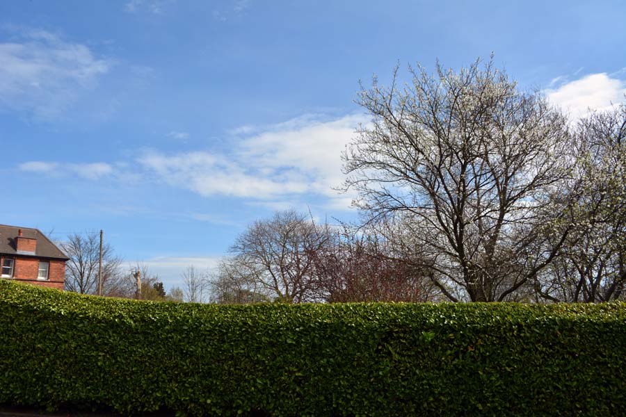 Trimmed hedge, Sutton Coldfield.