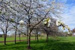 Spring blossom, Erdington.