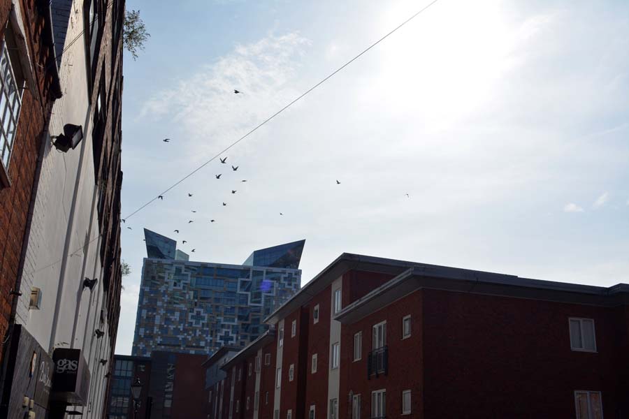 Pigeons by Broad Street.