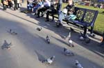 Pigeons, Pigeon park.