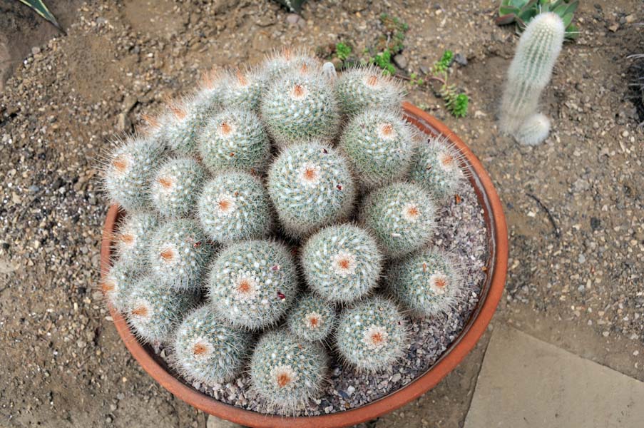 Cacti, Winterbourne house.