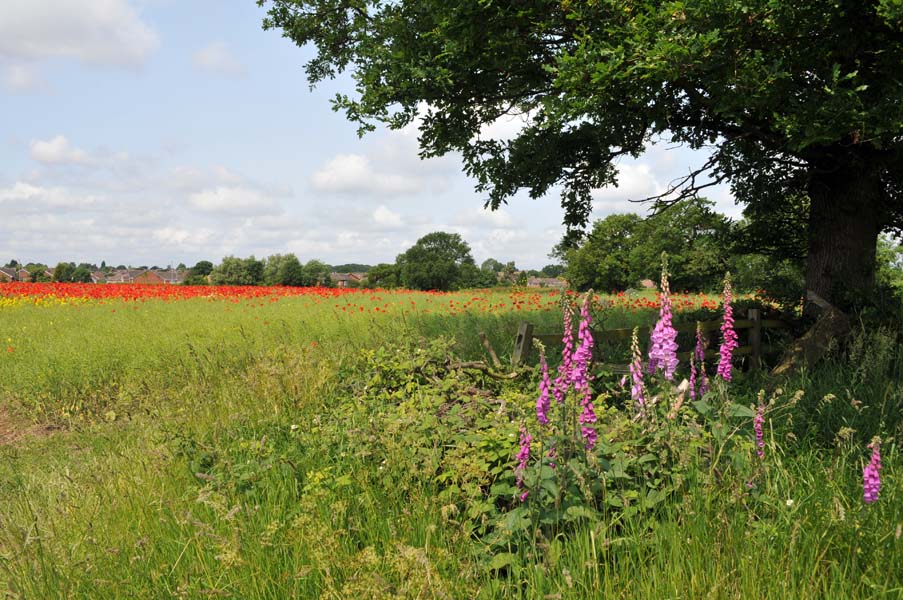 Summer shade, Minworth.