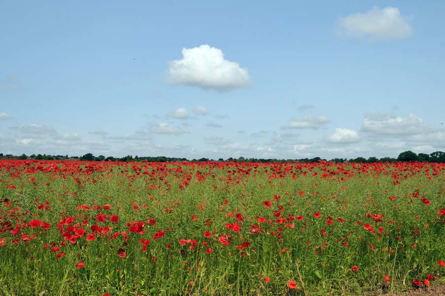 Summer's peak, Minworth.