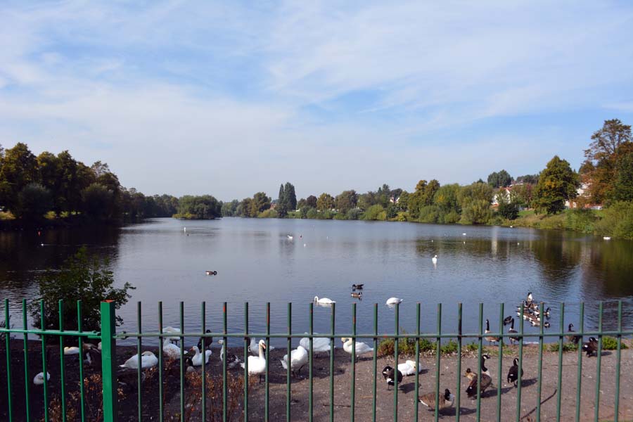 Swans and fence, Brookvale lake.