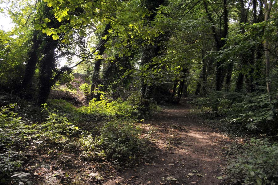 Woodland walk, the Moseley Bog.