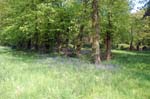 Wild bluebells, Handsworth park.