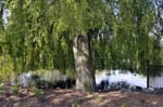 Willow, Handsworth park.