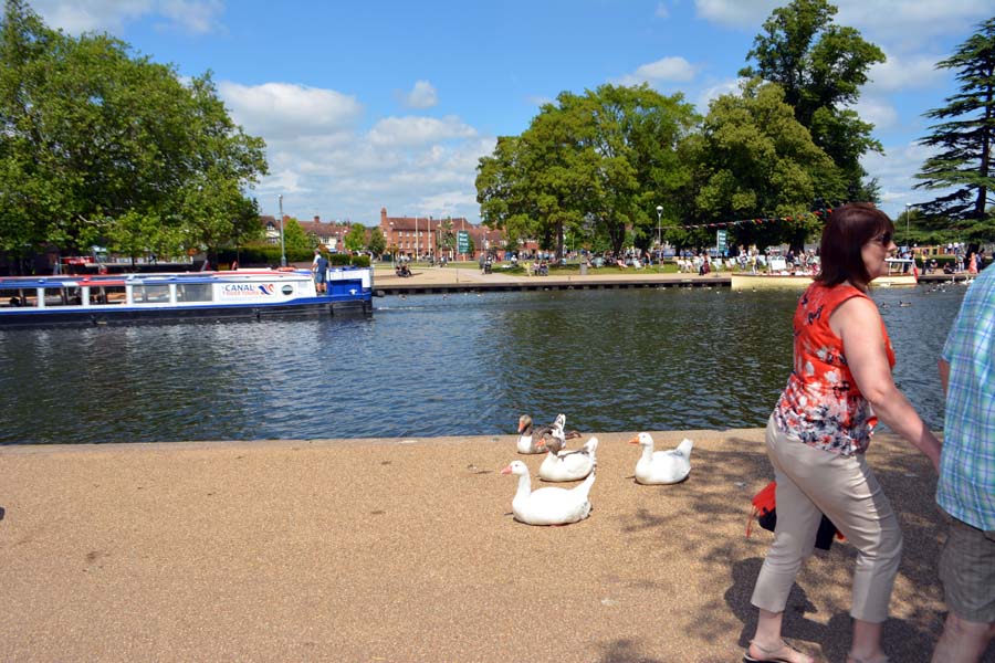 Geese enjoying the sunshine, Stratford upon Avon.