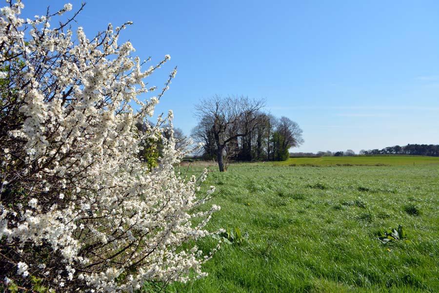 Spring blossom near Stonnall.