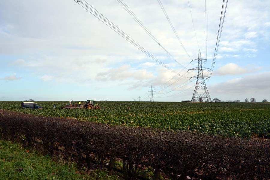 Vegetable pickers near Lichfield.