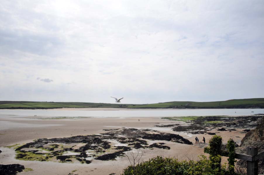 A seagull heads out, Cornwall.