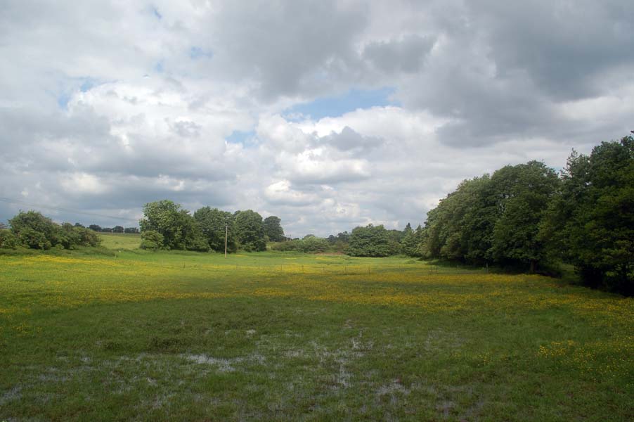 A water meadow, Kenilworth.