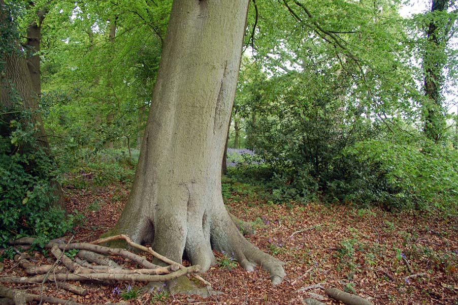 Bluebell woods, the forest of Arden.