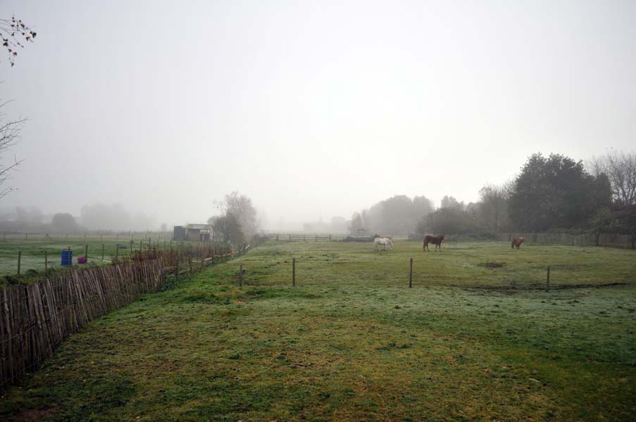 Horses at Pelsall.