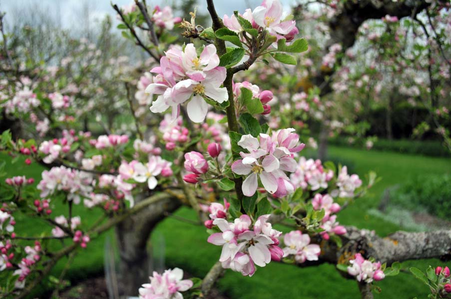 Pink blossom, Ryton organic gardens.