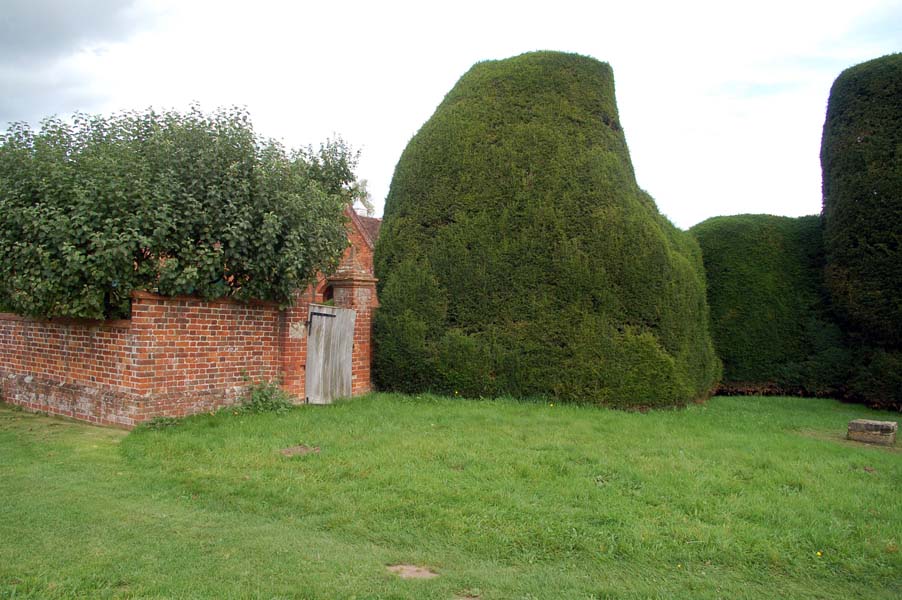 Shaped yew,  Packwood House.