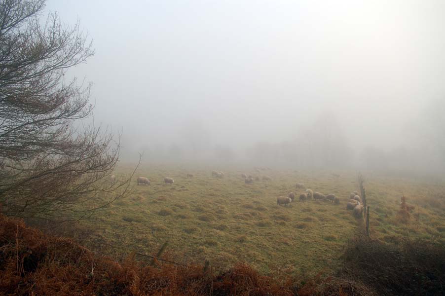 Sheep in the mist.