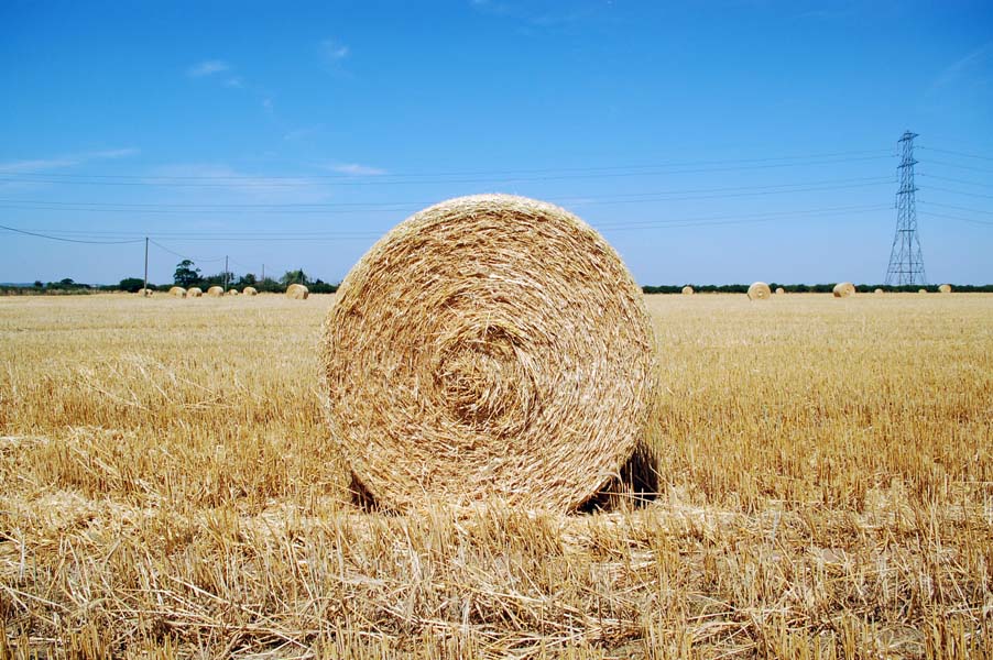 The Harvest 2006, near Shenstone.