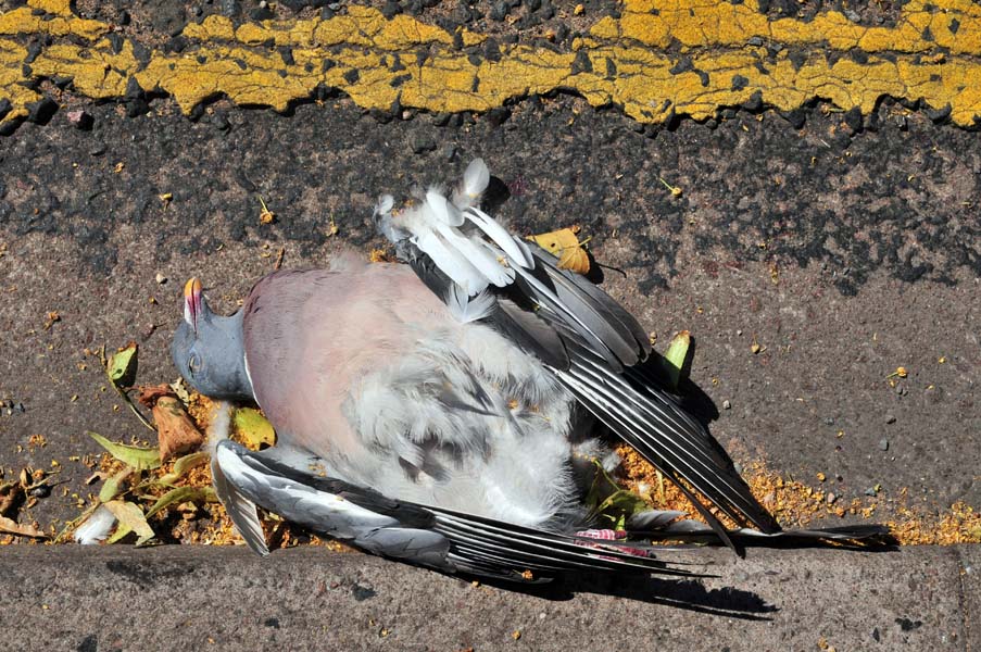 This pigeon is no more.