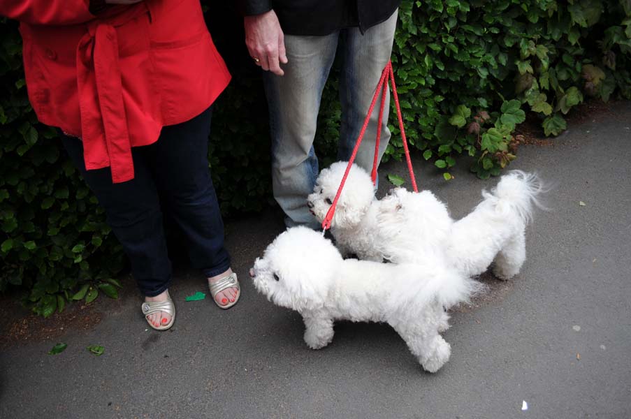 Three dogs.