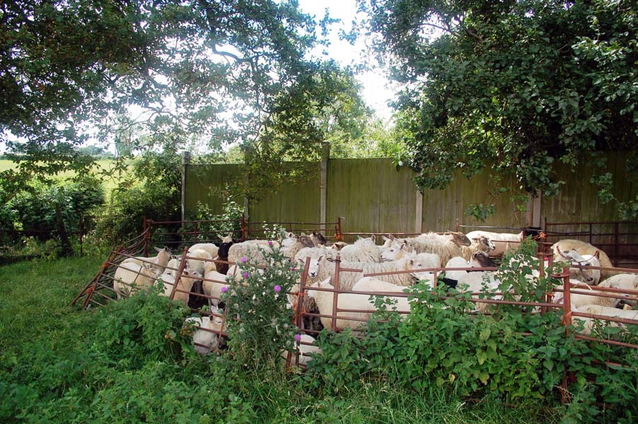 Waiting to be shorn, Hamstall Ridware.