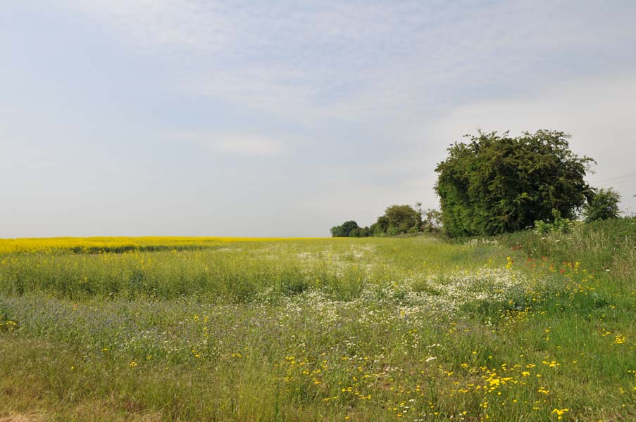 Wild flowers.