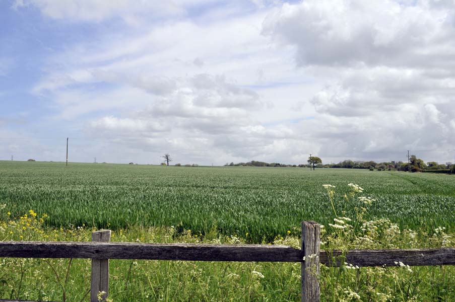 Young wheat, Staffordshire.