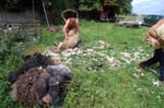 Fleeces ready to be bagged, Hamstall Ridware.