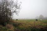 Horses, Pelsall.