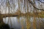 Pond in the abbey grounds, Glastonbury.