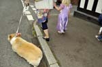 Princess and corgi dog, Abbots Bromley.