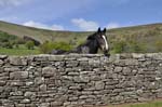 The Priory wall, Llantony.