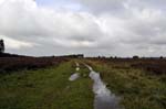 Wet path, Cannock Chase.