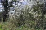 Wild spring blossom, Tanworth in Arden.