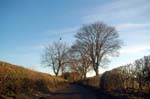 Winter lane, near Shenstone.