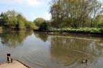 Duck on the  river Avon.