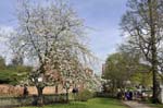 The glory of April, Shakespeare's birthday celebrations, Stratford.