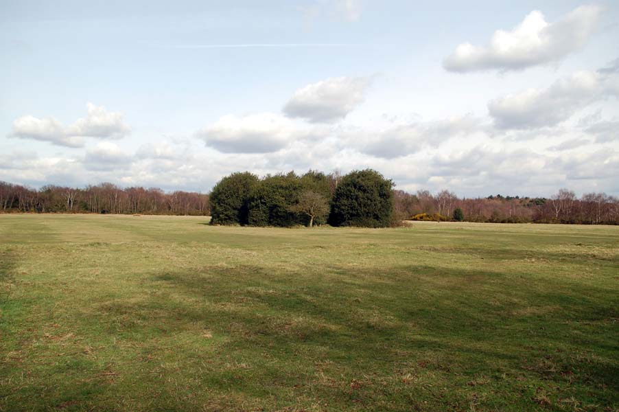 Copse in Sutton Park.