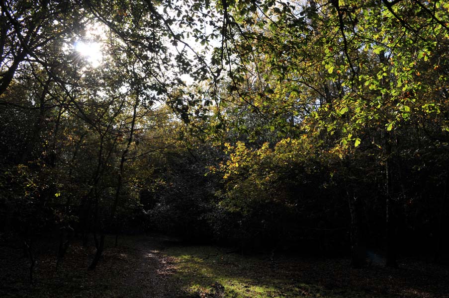 Light in the arbour.