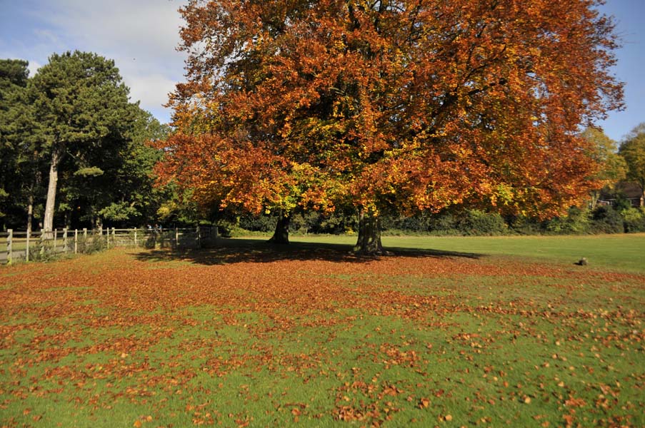 Meadow Platt Sutton park.